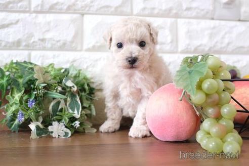 成約済の滋賀県のトイプードル-232452の3枚目