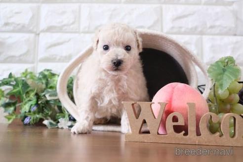 成約済の滋賀県のトイプードル-232452の2枚目