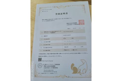 成約済の千葉県のトイマンチェスターテリア-228773の9枚目