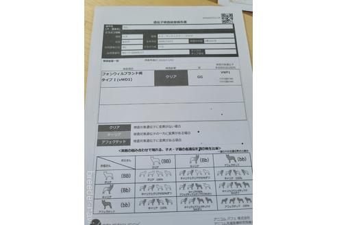成約済の千葉県のトイマンチェスターテリア-228773の7枚目