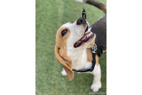成約済の愛知県のビーグル-234809の4枚目
