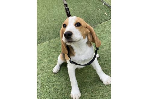 成約済の愛知県のビーグル-234809の1枚目