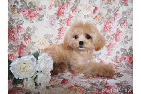 成約済の岡山県のミックス犬-235397の1枚目