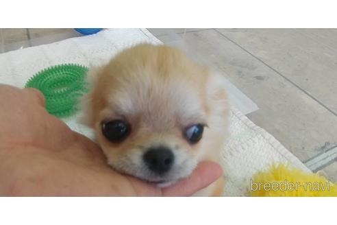 成約済の愛知県のチワワ(ロングコート)-211402の9枚目