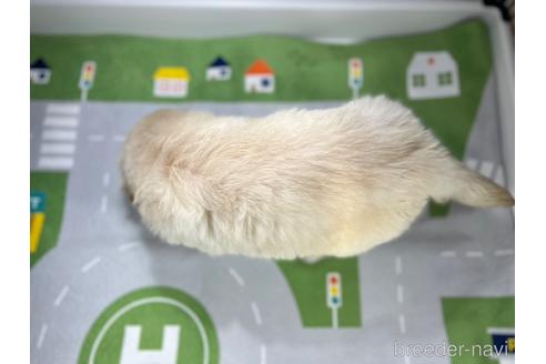 成約済の愛知県のゴールデンレトリーバー-235413の3枚目