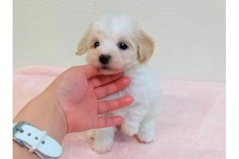 成約済の静岡県のマルプー:マルチーズ×トイプードル-232772の4枚目