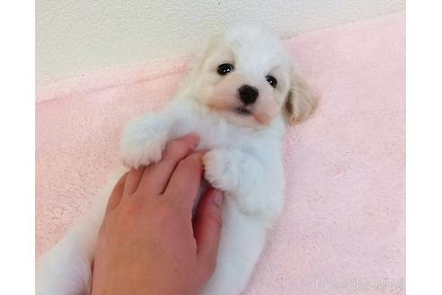 成約済の静岡県のマルプー:マルチーズ×トイプードル-232772の3枚目