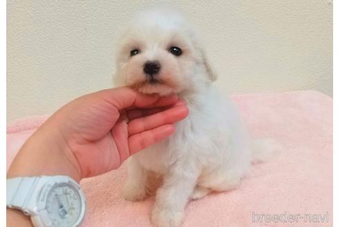 成約済の静岡県のマルプー:マルチーズ×トイプードル-233679の6枚目