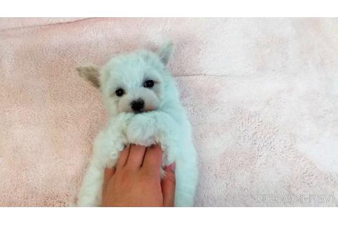 成約済の静岡県のマルプー:マルチーズ×トイプードル-233679の4枚目