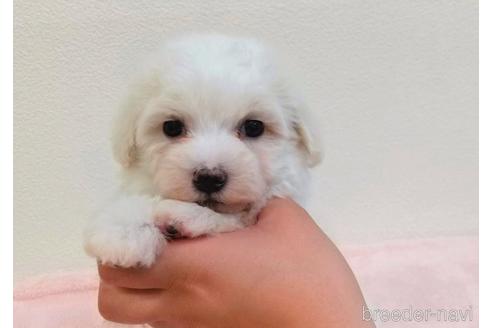 成約済の静岡県のマルプー:マルチーズ×トイプードル-233679の2枚目