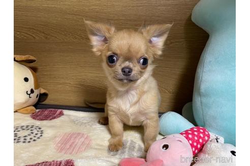 成約済の栃木県のチワワ(ロングコート)-235282の1枚目