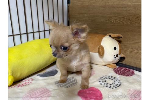 成約済の栃木県のチワワ(ロングコート)-235282の6枚目