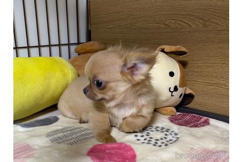 成約済の栃木県のチワワ(ロングコート)-235282の5枚目