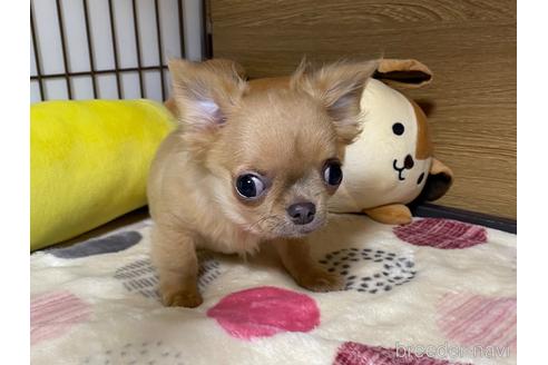 成約済の栃木県のチワワ(ロングコート)-235282の2枚目