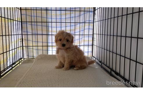 成約済の茨城県のマルプー:マルチーズ×トイプードル-235495の1枚目