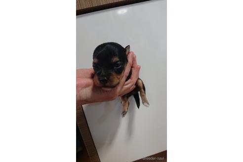 成約済の愛知県のミックス犬-233482の24枚目