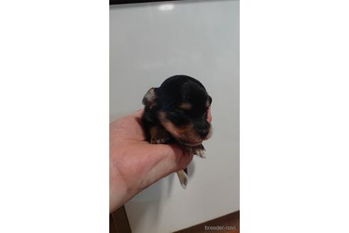 成約済の愛知県のミックス犬-233482の23枚目