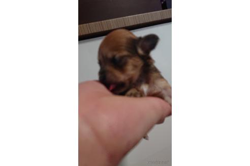 成約済の愛知県のミックス犬-233483の18枚目