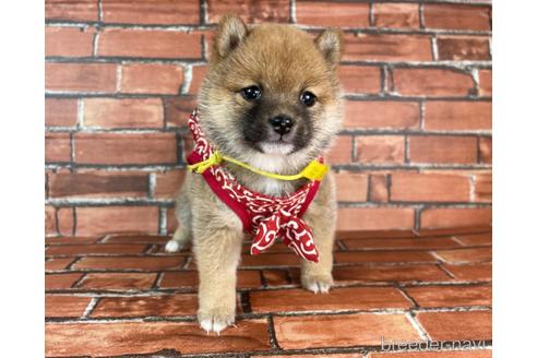 成約済の福岡県の豆柴-232935の2枚目