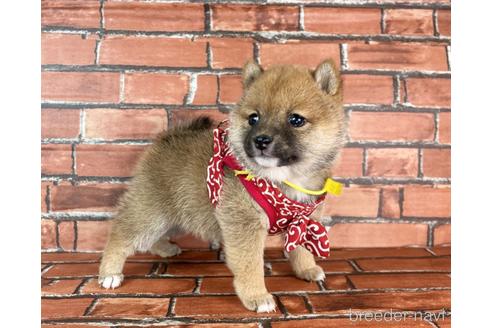 成約済の福岡県の豆柴-232935の3枚目