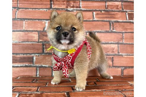 成約済の福岡県の豆柴-232935の4枚目