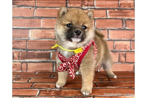 成約済の福岡県の豆柴-232935