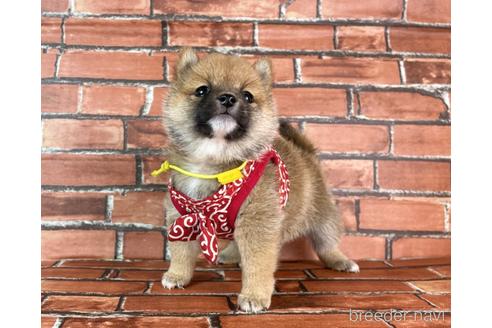 成約済の福岡県の豆柴-232935の5枚目