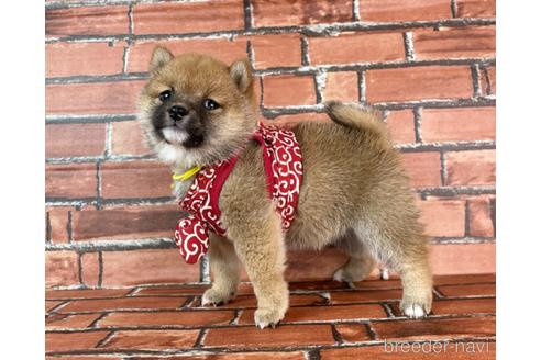 成約済の福岡県の豆柴-232935の6枚目