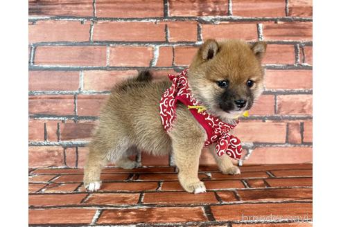 成約済の福岡県の豆柴-232935の7枚目