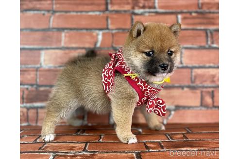 成約済の福岡県の豆柴-232935の8枚目