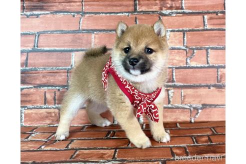 成約済の福岡県の豆柴-232933の19枚目