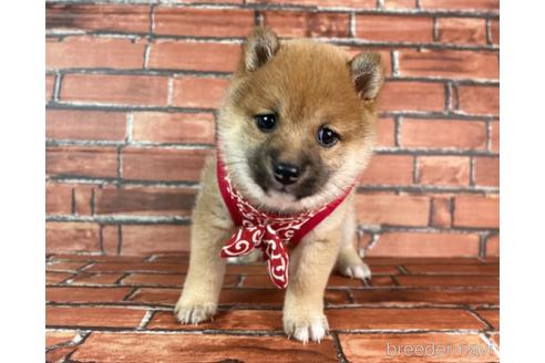 成約済の福岡県の豆柴-232933の18枚目