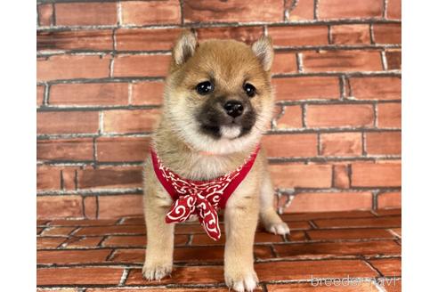 成約済の福岡県の豆柴-232933の17枚目