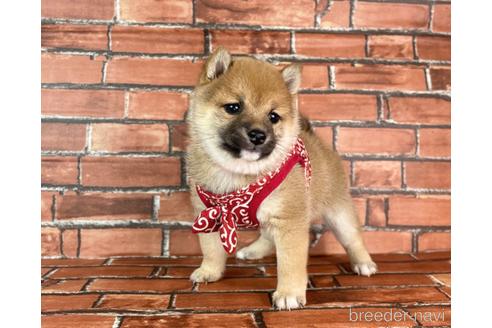 成約済の福岡県の豆柴-232933の16枚目