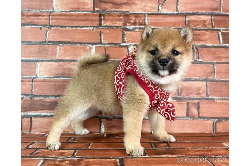 成約済の福岡県の豆柴-232933の15枚目