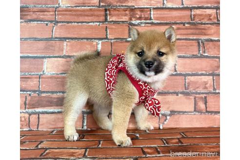 成約済の福岡県の豆柴-232933の13枚目