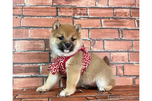 成約済の福岡県の豆柴-232933の14枚目