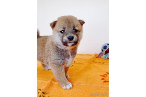 成約済の静岡県の柴犬-235600の2枚目