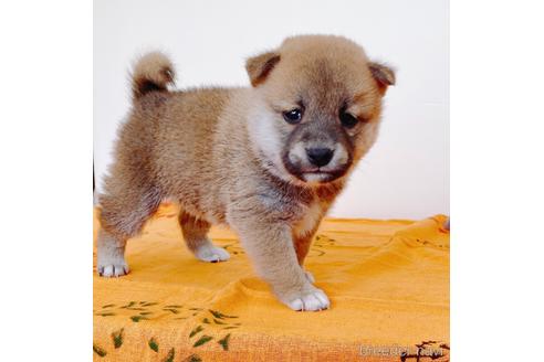 成約済の静岡県の柴犬-235600の1枚目