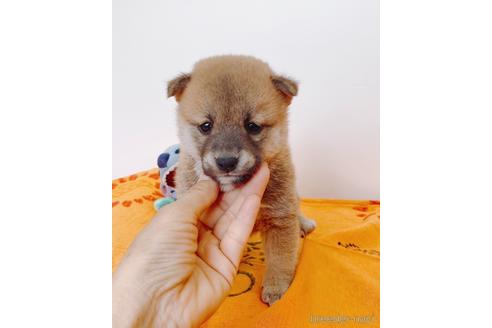 成約済の静岡県の柴犬-235600の5枚目