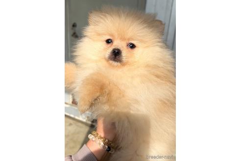 成約済の茨城県のポメラニアン-228227の1枚目