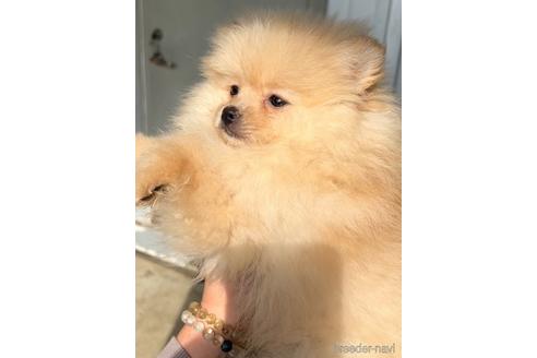 成約済の茨城県のポメラニアン-228227の2枚目