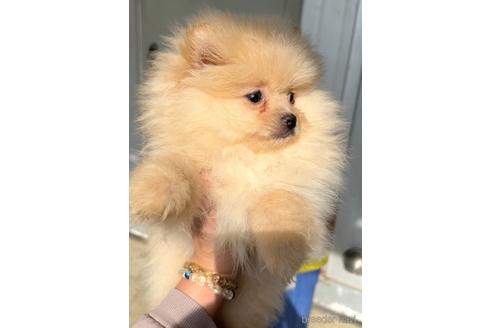 成約済の茨城県のポメラニアン-228227の4枚目