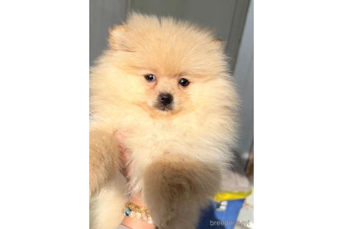 成約済の茨城県のポメラニアン-228227の3枚目