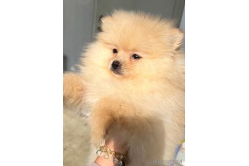 成約済の茨城県のポメラニアン-228227の5枚目