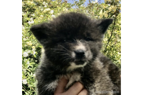 成約済の愛知県の秋田犬-235647