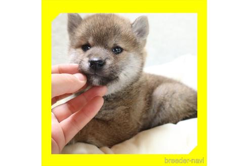 成約済の岡山県の柴犬-230884の10枚目