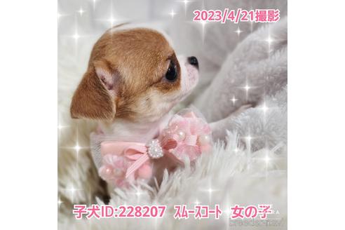 成約済の東京都のチワワ(スムースコート)-228207の24枚目