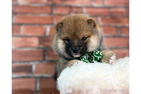 成約済の福岡県の豆柴-235708の3枚目