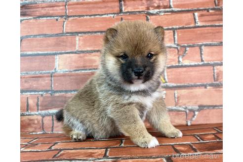 成約済の福岡県の豆柴-235708の4枚目